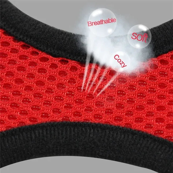 Cat Harness with lead